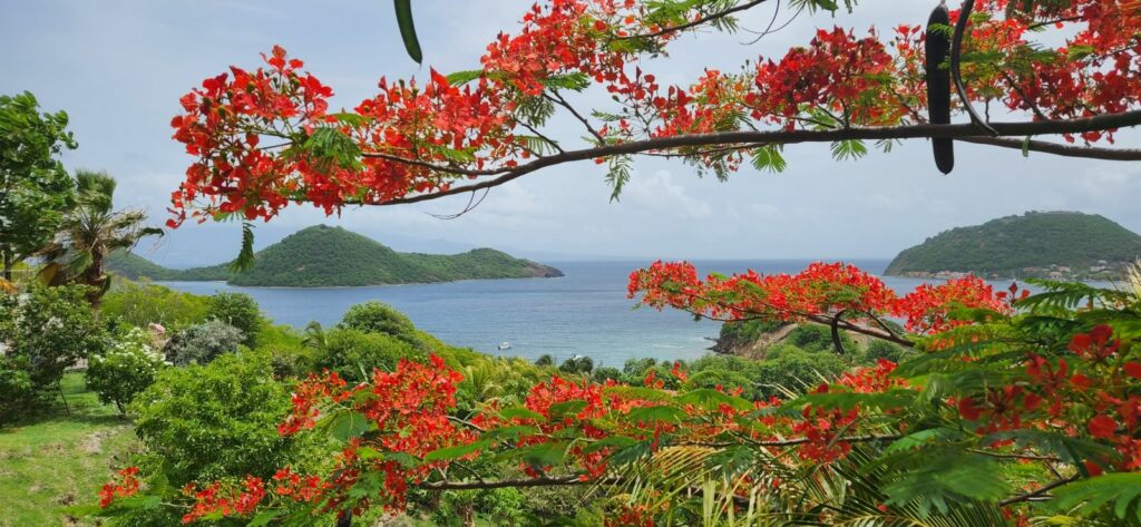Arbre le flamboyant et l'îlet Cabri