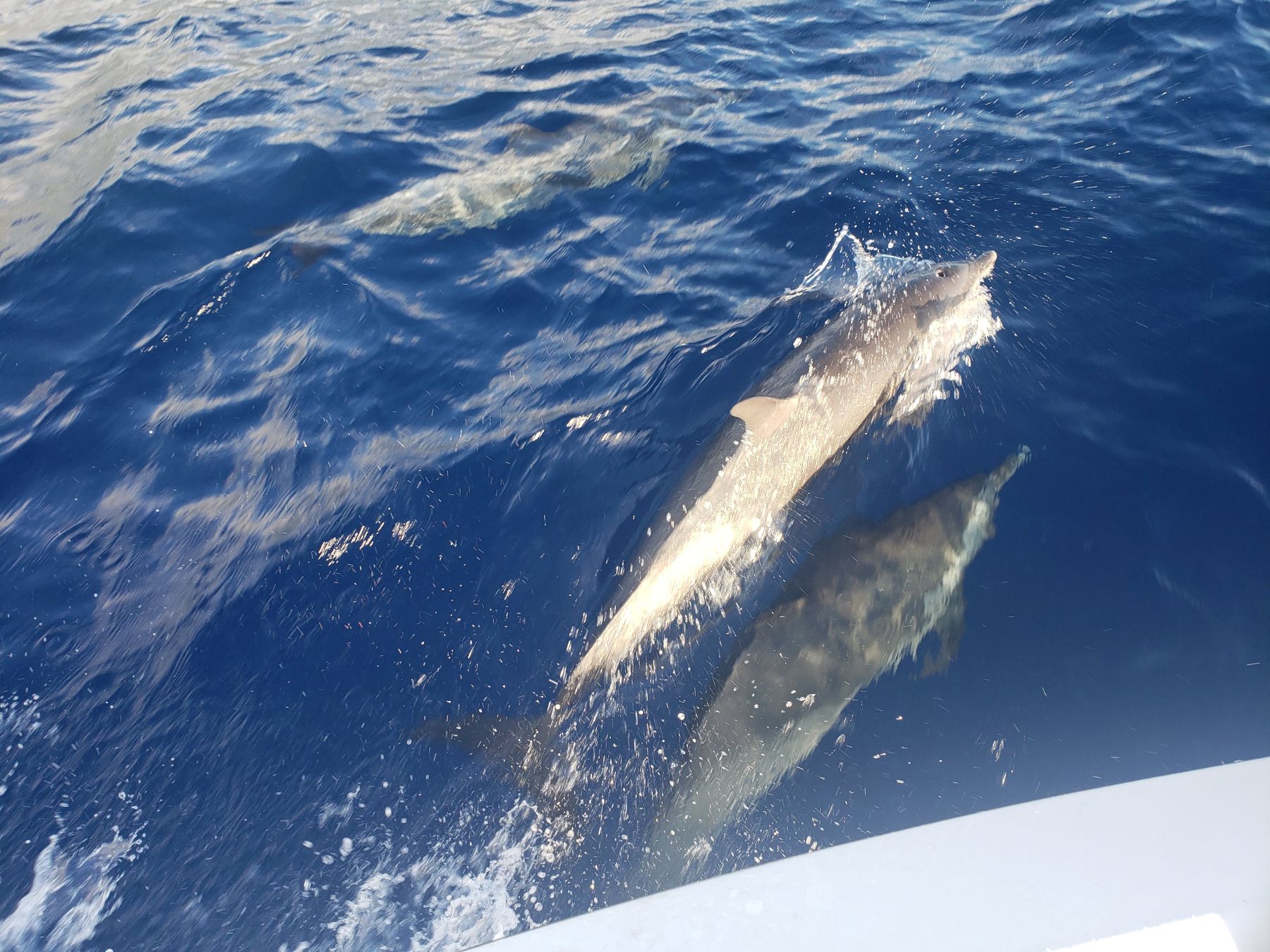 Observer les dauphins en Guadeloupe : un moment unique en mer