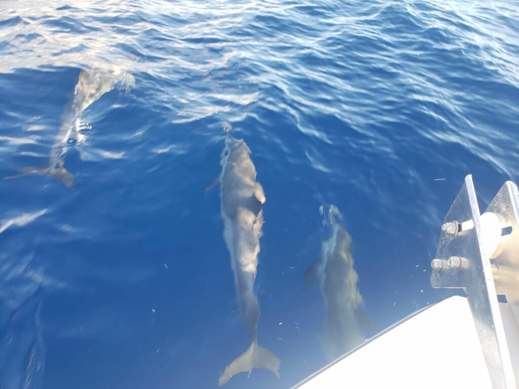 Dauphin en Guadeloupe