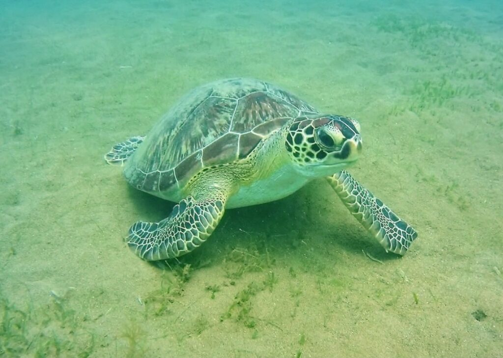 Tortue imbriquée en Guadeloupe