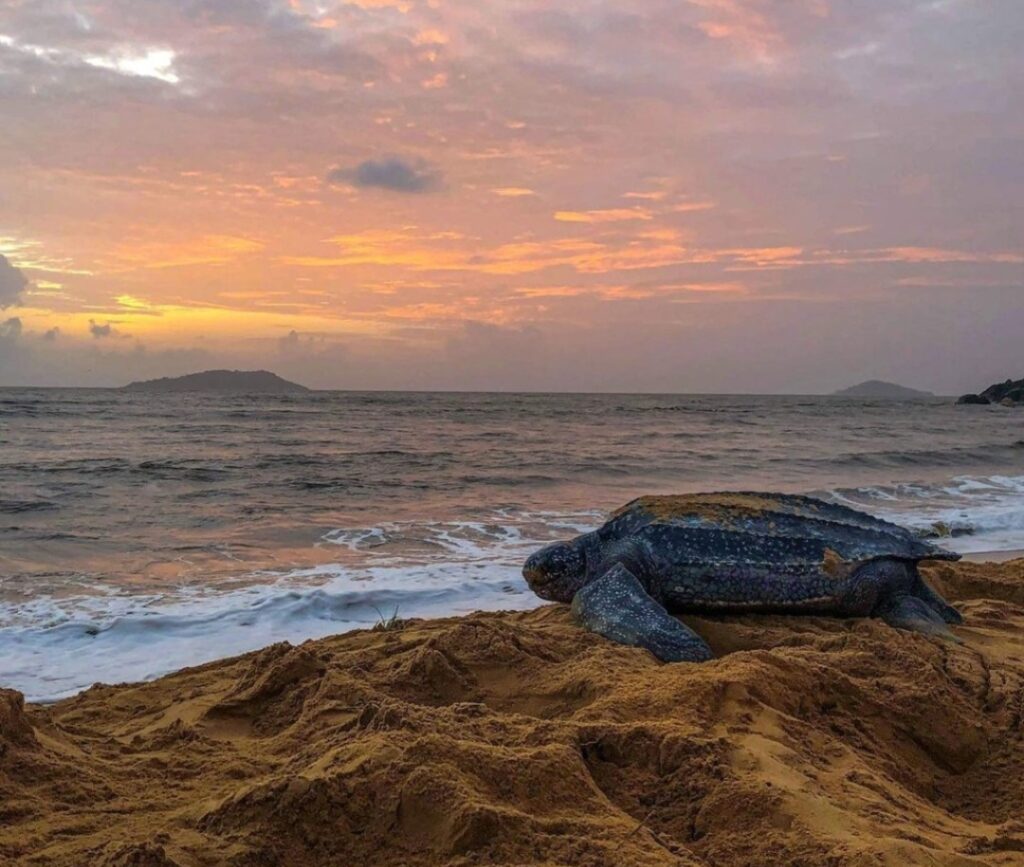 Tortue Luth Guadeloupe